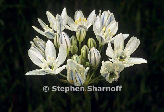 triteleia hyacinthina 2 graphic